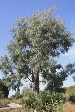 Angus Cold Hardy Eucalyptus Tree (Eucalyptus Nicholii) - 2 Gallon Pot -Plant Serie Store Eucalyptus Angus 16 1