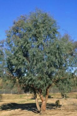 Angus Cold Hardy Eucalyptus Tree (Eucalyptus Nicholii) - 3 Gallon Pot -Plant Serie Store Eucalyptus Angus 17 3
