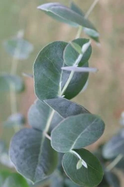 Big O Cold Hardy Eucalyptus Tree (Eucalyptus Neglecta) - 2 Gallon Pot -Plant Serie Store Eucalyptus Big O 3 500x750 1