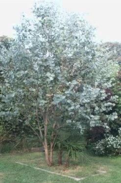 Big O Cold Hardy Eucalyptus Tree (Eucalyptus Neglecta) - 2 Gallon Pot -Plant Serie Store Eucalyptus Big O 5 500x750 1