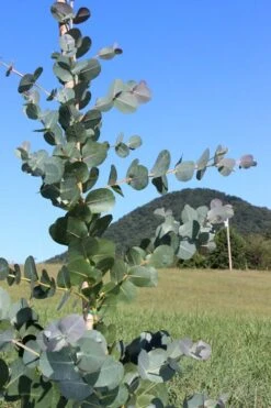 Big O Cold Hardy Eucalyptus Tree (Eucalyptus Neglecta) - 2 Gallon Pot -Plant Serie Store Eucalyptus Big O Cold 2 500x750 1