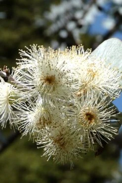 Bluey Cold Hardy Eucalyptus Tree (Eucalyptus Pulverulenta) - 6 Pack Of 1 Gallon Pots -Plant Serie Store Eucalyptus Bluey 6 3