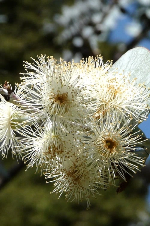 Bluey Cold Hardy Eucalyptus Tree (Eucalyptus Pulverulenta) - Quart Pot 10 Bluey Cold Hardy Eucalyptus Tree (Eucalyptus Pulverulenta) - Quart Pot - Image 8