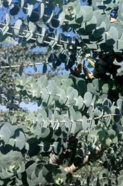 Bluey Cold Hardy Eucalyptus Tree (Eucalyptus Pulverulenta) - 5 Gallon Pot -Plant Serie Store Eucalyptus Bluey 8 2