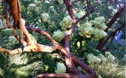 Funky Monkey Cold Hardy Eucalyptus Tree (Eucalyptus Parvula) - 3 Quart Pot -Plant Serie Store Eucalyptus Funky Monkey Branches 2