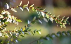 Funky Monkey Cold Hardy Eucalyptus Tree (Eucalyptus Parvula) - 1 Gallon Pot 14 Funky Monkey Cold Hardy Eucalyptus Tree (Eucalyptus Parvula) - 1 Gallon Pot -Plant Serie Store Eucalyptus Funky Monkey Leaves 1