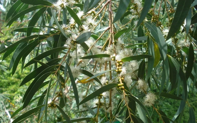 Funky Monkey Cold Hardy Eucalyptus Tree (Eucalyptus Parvula) - 1 Gallon Pot 6 Funky Monkey Cold Hardy Eucalyptus Tree (Eucalyptus Parvula) - 1 Gallon Pot - Image 4