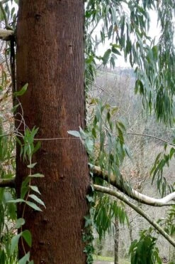 Jersey Girl Cold Hardy Eucalyptus Tree (Eucalyptus Macarthurii) - 6 Pack Of 1 Gallon Pots -Plant Serie Store Eucalyptus Jersey Girl 2