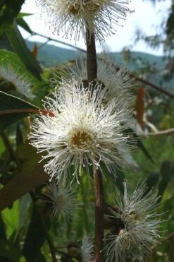 Jersey Girl Cold Hardy Eucalyptus Tree (Eucalyptus Macarthurii) - 3 Quart Pot -Plant Serie Store Eucalyptus Jersey Girl 4 1