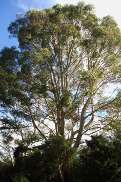 Jersey Girl Cold Hardy Eucalyptus Tree (Eucalyptus Macarthurii) - 6 Pack Of 1 Gallon Pots -Plant Serie Store Eucalyptus Jersey Girl 6