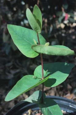 Jersey Girl Cold Hardy Eucalyptus Tree (Eucalyptus Macarthurii) - 3 Quart Pot -Plant Serie Store Eucalyptus Jersey Girl 7 1