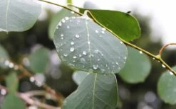 Lucky Country Cold Hardy Eucalyptus Tree (Eucalyptus Camphora) - Quart Pot -Plant Serie Store Eucalyptus Lucky Country 2