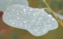 Lucky Country Cold Hardy Eucalyptus Tree (Eucalyptus Camphora) - Quart Pot -Plant Serie Store Eucalyptus Lucky Country 3