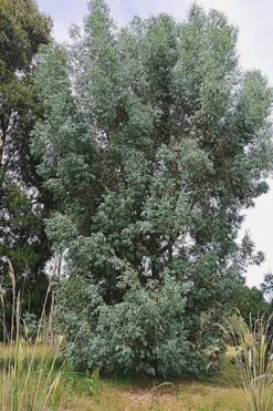 Luna Cold Hardy Eucalyptus Tree (Eucalyptus Perriniana) - 3 Quart Pot 11 Luna Cold Hardy Eucalyptus Tree (Eucalyptus Perriniana) - 3 Quart Pot -Plant Serie Store Eucalyptus Luna 5 1