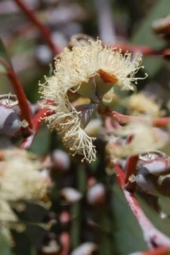 Luna Cold Hardy Eucalyptus Tree (Eucalyptus Perriniana) - 3 Gallon Pot -Plant Serie Store Eucalyptus Luna 6