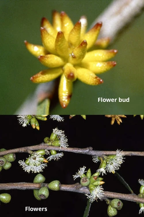 Skinny Minny Hardy Eucalyptus Tree (Eucalyptus Moorei) - Quart Pot 4 Skinny Minny Hardy Eucalyptus Tree (Eucalyptus Moorei) - Quart Pot - Image 3