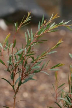 Skinny Minny Hardy Eucalyptus Tree (Eucalyptus Moorei) - Quart Pot 8 Skinny Minny Hardy Eucalyptus Tree (Eucalyptus Moorei) - Quart Pot -Plant Serie Store Eucalyptus Skinny Minny 2