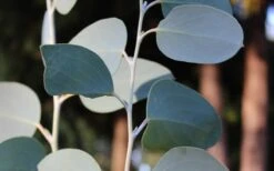 Mappa Tassie Cold Hardy Eucalyptus Tree (Eucalyptus Pauciflora) - 1 Gallon Pot -Plant Serie Store Eucalyptus Tree Mappa Tassie Pauciflora Snow Gum