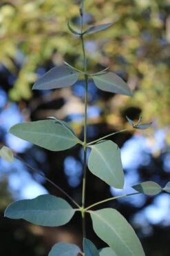 Grace Cold Hardy Eucalyptus Tree (Eucalyptus Elliptica) - 3 Quart Pot -Plant Serie Store Eucalytptus Grace BS