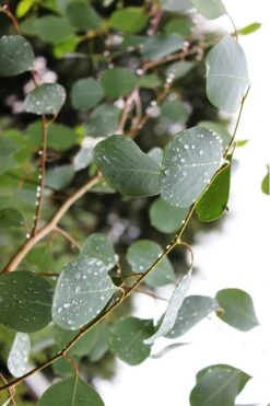 Lucky Country Cold Hardy Eucalyptus Tree (Eucalyptus Camphora) - Quart Pot -Plant Serie Store Eucalytptus Lucky Country BS