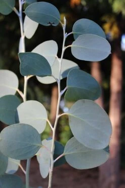 Mappa Tassie Cold Hardy Eucalyptus Tree (Eucalyptus Pauciflora) - 1 Gallon Pot -Plant Serie Store Eucalytptus Mappa Tassie BS