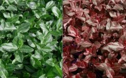 Purple Wintercreeper (Euonymus Fortunei 'Coloratus') - 72 Pack Of Pint Pots -Plant Serie Store Euonymus Coloratus Purple Winter Creeper 50 1