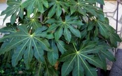 Fatsia Japonica - Japanese Aralia - Glossy Paper Plant - 5 Gallon Pot -Plant Serie Store Fatsia Japanese Aralia 1