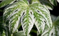 Spider's Web Fatsia - Japanese Aralia Paper Plant - 3 Gallon Pot -Plant Serie Store Fatsia Spider Web close Up