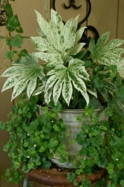 Spider's Web Fatsia - Japanese Aralia Paper Plant - 3 Gallon Pot -Plant Serie Store Fatsia Spiders Web 21