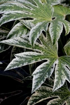 Spider's Web Fatsia - Japanese Aralia Paper Plant - 3 Gallon Pot -Plant Serie Store Fatsia Spiders Web 24