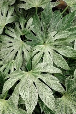 Spider's Web Fatsia - Japanese Aralia Paper Plant - 3 Gallon Pot -Plant Serie Store Fatsia Spiders Web 33