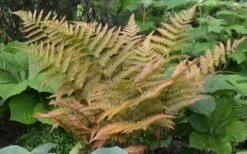 Autumn Fern - Dryopteris Erythrosora - 6 Pack Of 1 Gallon Pots -Plant Serie Store Fern Autumn 1