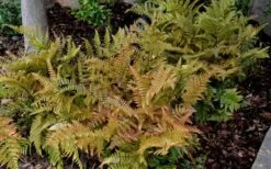 Autumn Fern (Dryopteris Erythrosora) - 3 Gallon -Plant Serie Store Fern Autumn 2 1