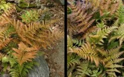 Autumn Fern (Dryopteris Erythrosora) - 3 Gallon -Plant Serie Store Fern Autumn 4 1