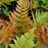 Autumn Fern - Dryopteris Erythrosora - 6 Pack Of 1 Gallon Pots 2 Autumn Fern - Dryopteris Erythrosora - 6 Pack Of 1 Gallon Pots -Plant Serie Store Fern Autumn 500x750 1