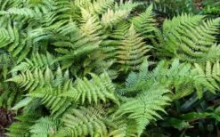 Autumn Fern (Dryopteris Erythrosora) - 3 Gallon -Plant Serie Store Fern Autumn Summer 1
