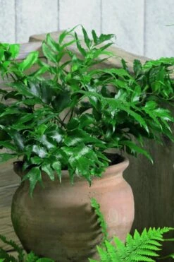Japanese Holly Fern - Cyrtomium Falcatum 'Rochfordianum' - 2.5 Quart Pot 11 Japanese Holly Fern - Cyrtomium Falcatum 'Rochfordianum' - 2.5 Quart Pot -Plant Serie Store Fern Japanese Holly 8