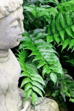 Japanese Holly Fern - Cyrtomium Falcatum 'Rochfordianum' - 2.5 Quart Pot 12 Japanese Holly Fern - Cyrtomium Falcatum 'Rochfordianum' - 2.5 Quart Pot -Plant Serie Store Fern Japanese Holly 9