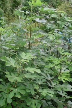 Black Mission Fig Tree - 3 Gallon Pot -Plant Serie Store Fig Black Mission 5