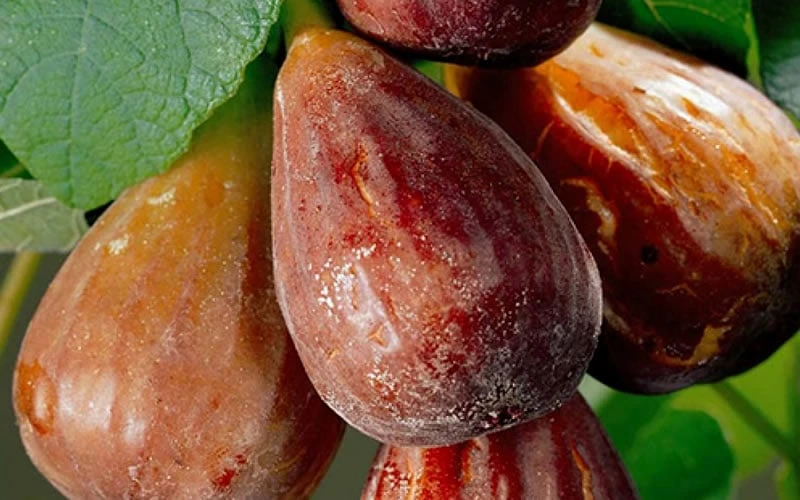 Brown Turkey Fig Tree - 5 Gallon Pot 6 Brown Turkey Fig Tree - 5 Gallon Pot - Image 4