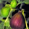 Brown Turkey Fig Tree - 5 Gallon Pot -Plant Serie Store Fig Brown Turkey BS
