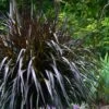 Princess Caroline Purple Fountain Grass (Pennisetum) - 1 Gallon Pot -Plant Serie Store Fountain Grass Princess Caroline 500x750 1