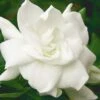 August Beauty Gardenia - 6 Pack Of 1 Gallon Pots -Plant Serie Store Gardenia August Beauty 5 500x750 2