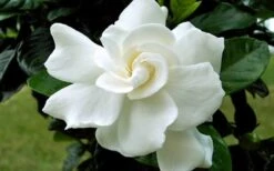 August Beauty Gardenia - 2.5 Quart Pot 12 August Beauty Gardenia - 2.5 Quart Pot -Plant Serie Store Gardenia August Beauty Flower Closeup 3