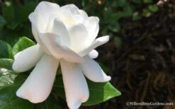 Crown Jewel Gardenia - 1 Gallon Pot -Plant Serie Store Gardenia Crown Jewel 4