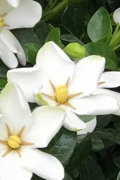 Hardy Fragrant Daisy Gardenia Bush - 1 Gallon Pot 12 Hardy Fragrant Daisy Gardenia Bush - 1 Gallon Pot -Plant Serie Store Gardenia Daisy 21