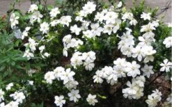 Hardy Fragrant Daisy Gardenia Bush - 1 Gallon Pot 13 Hardy Fragrant Daisy Gardenia Bush - 1 Gallon Pot -Plant Serie Store Gardenia Daisy Blooms 2