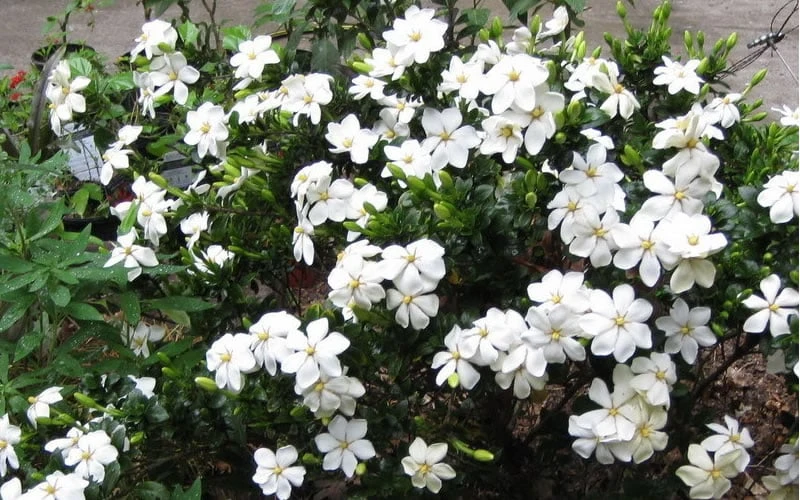 Hardy Fragrant Daisy Gardenia Bush - 1 Gallon Pot 7 Hardy Fragrant Daisy Gardenia Bush - 1 Gallon Pot - Image 5