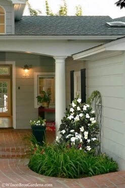 Diamond Spire Gardenia - 3 Gallon Pot -Plant Serie Store Gardenia Diamond Spire 5