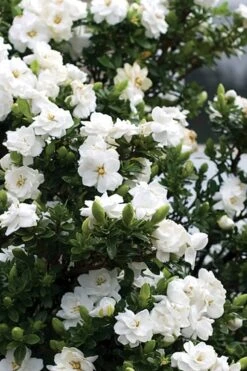 Double Mint Gardenia - 1 Gallon Pot -Plant Serie Store Gardenia Double Mint 2 1